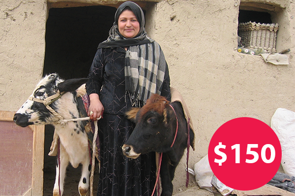 $150: Buy a Baby Cow